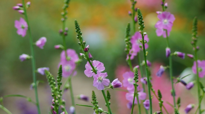 flowers, macro