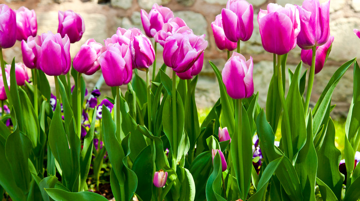 leaves, tulips, flowers, spring
