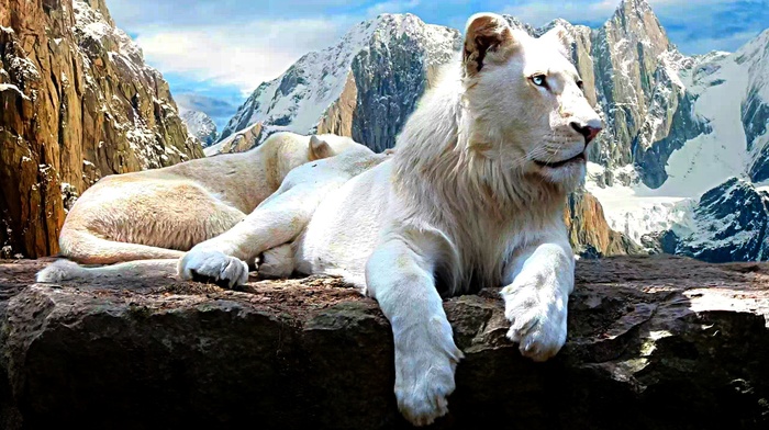 white, lion, mountain, animals