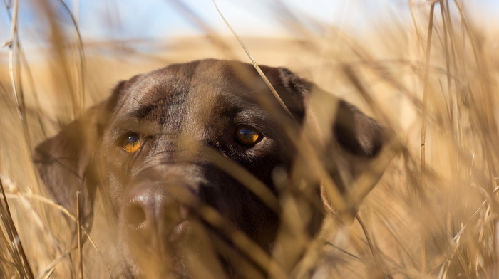 background, animals, sight, dog