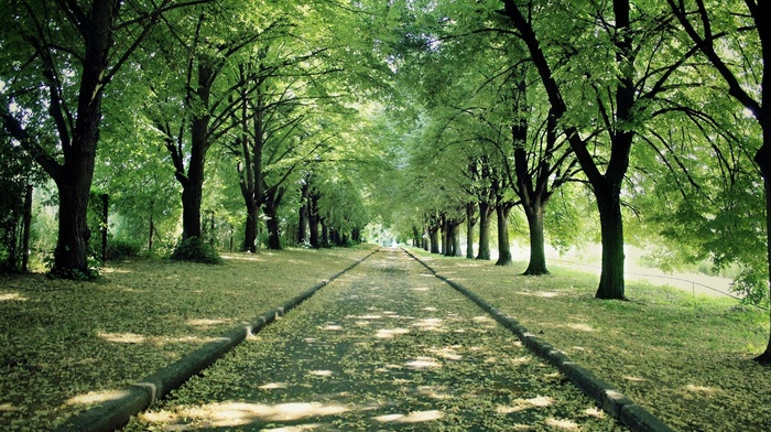 shadow, trees, greenery, nature, path, road, leaves