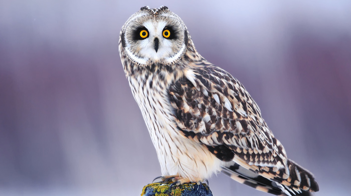 bird, eyes, animals, winter, owl, sight