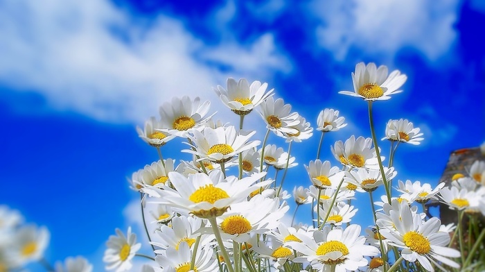 nature, flowers, plant, chamomile