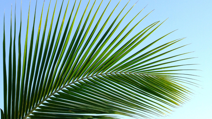 palm, nature