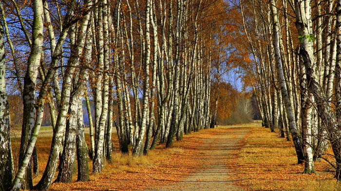 trees, autumn