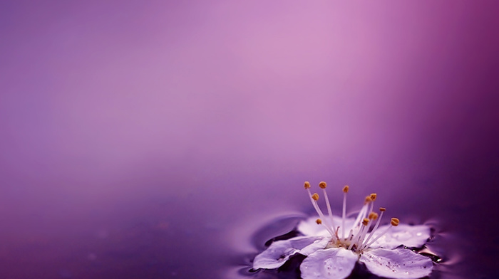 water, flower, background, minimalism