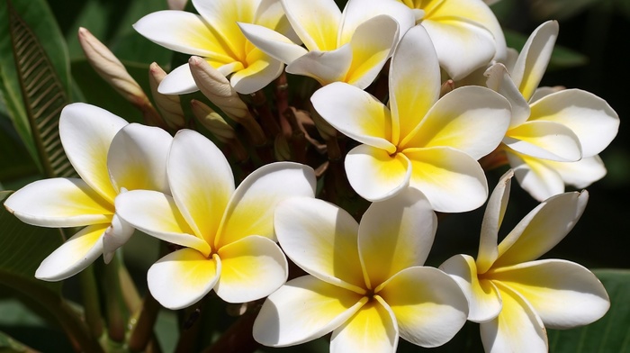 white, yellow, flowers