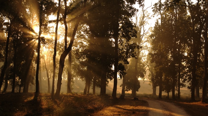 morning, light, road, Sun, forest, rays, nature