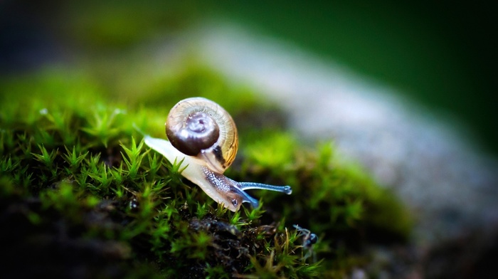 animals, grass