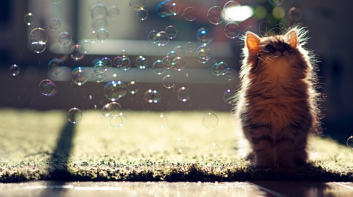 animals, cat, bubbles