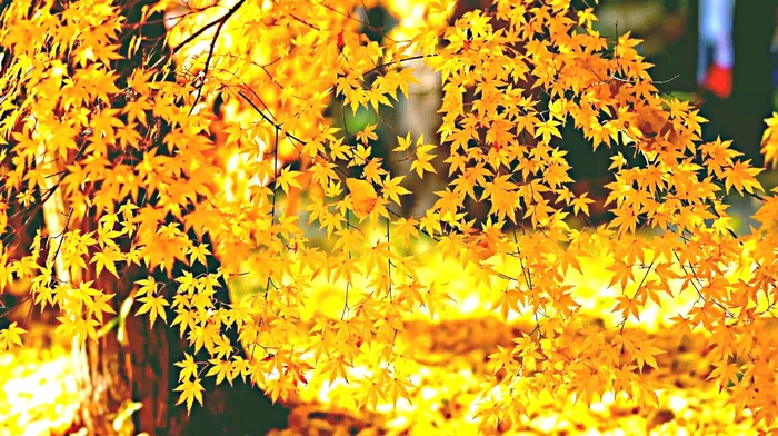 tree, leaves, autumn