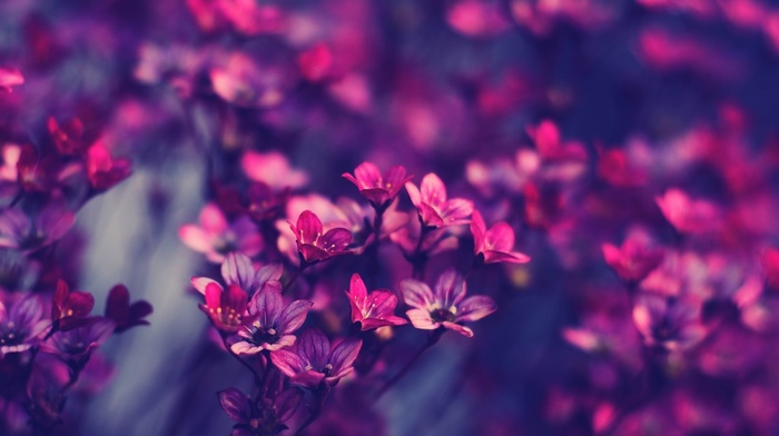 flowers, pink, stunner