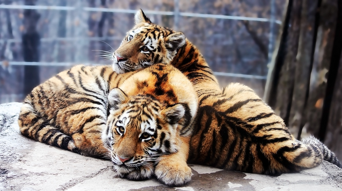 animals