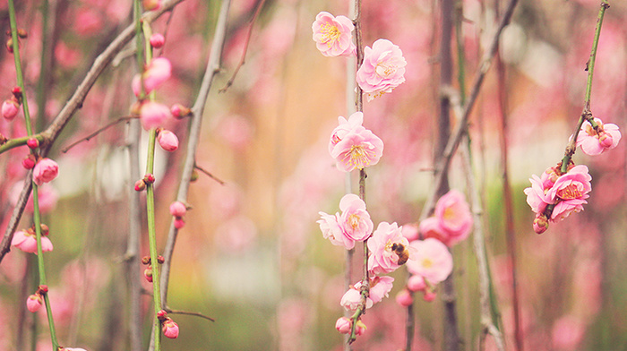twigs, sakura, flowers