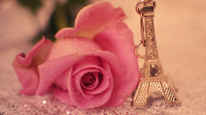 Paris, Eiffel Tower, stunner, rose