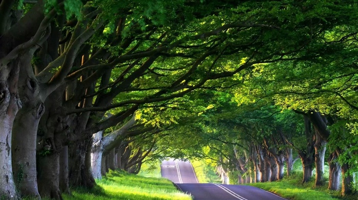 road, trees, sunlight, nature