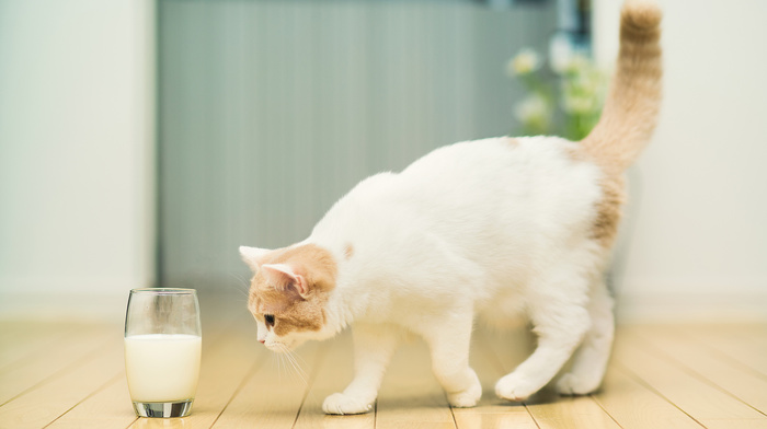 animals, glass