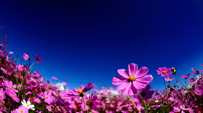 summer, flowers, sky