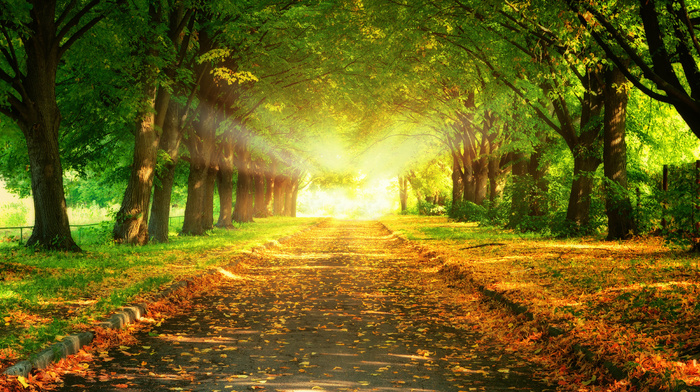 road, gold, light, greenery, nature