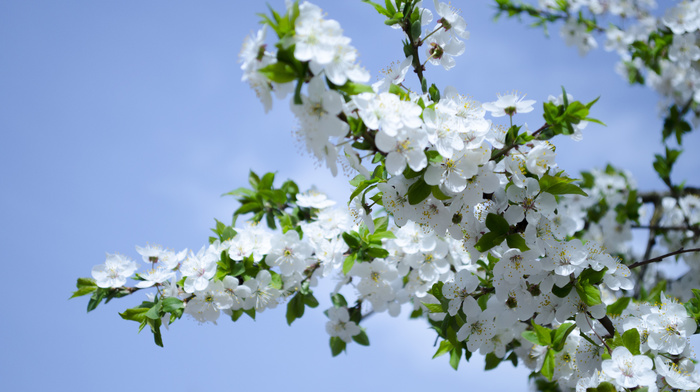 nature, white flowers, flowers, spring