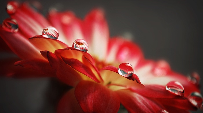 flower, macro, drops
