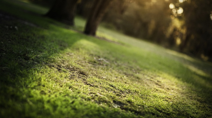 summer, grass, macro, nature