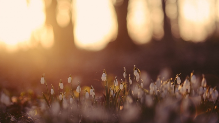 nature, flowers, forest