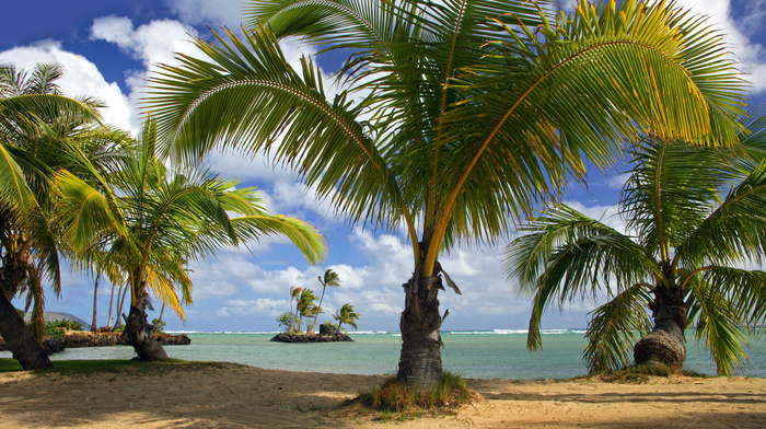 palm trees, stunner, beach