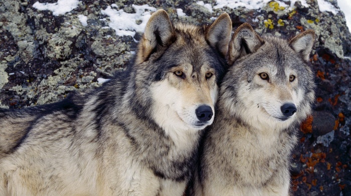 wolf