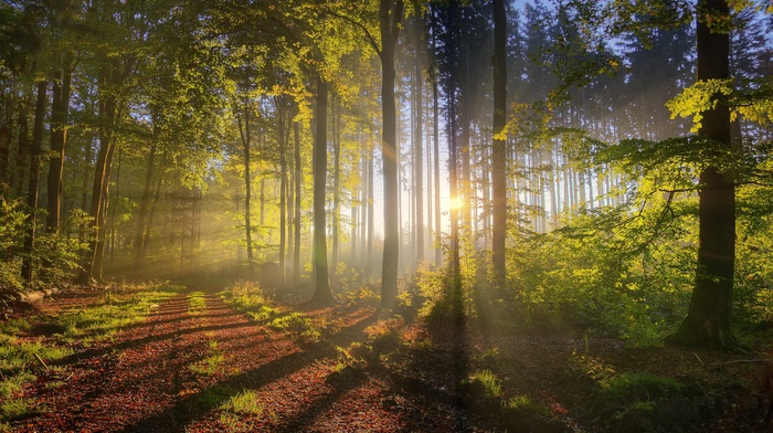 forest, trees, nature