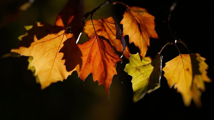 leaves, autumn