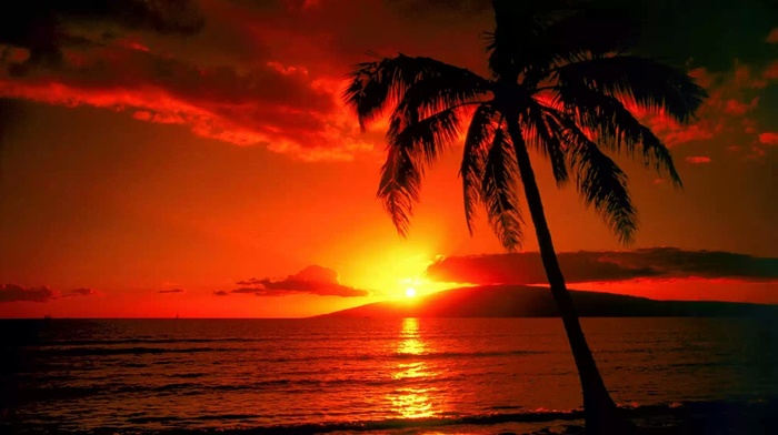 tropics, sunset, nature, red, palm