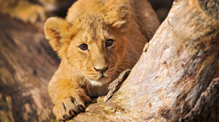 sight, animals