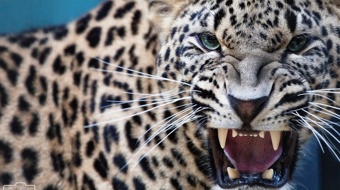 predator, animals, leopard