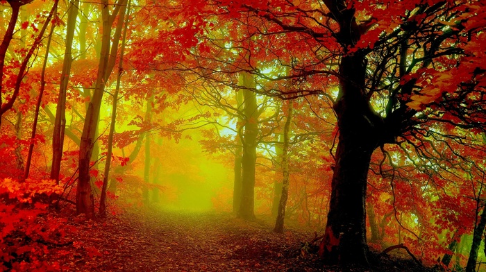 autumn, mist, trees, forest