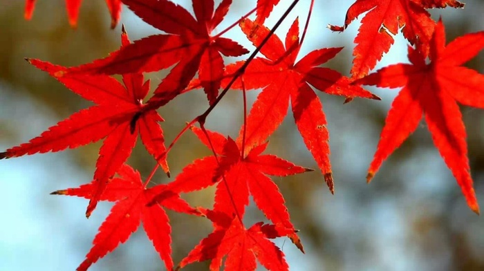 autumn, leaves
