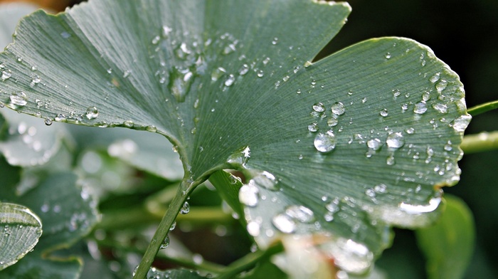 dew, leaf, drops, macro, rain