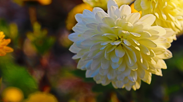 flowers, autumn