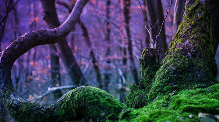 magic, moss, tree, nature, forest, trees