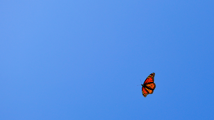 fly, minimalism, butterfly, sky
