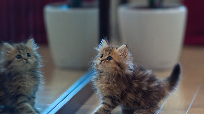 kitten, mirror, reflection, animals