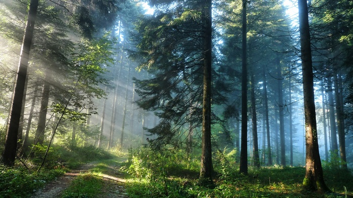 light, forest, nature, grass, pine trees