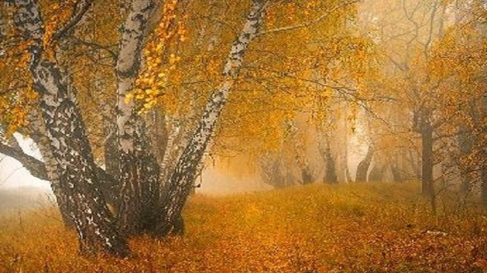 autumn, trees, mist