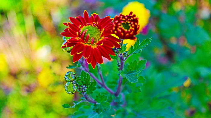 flowers, macro