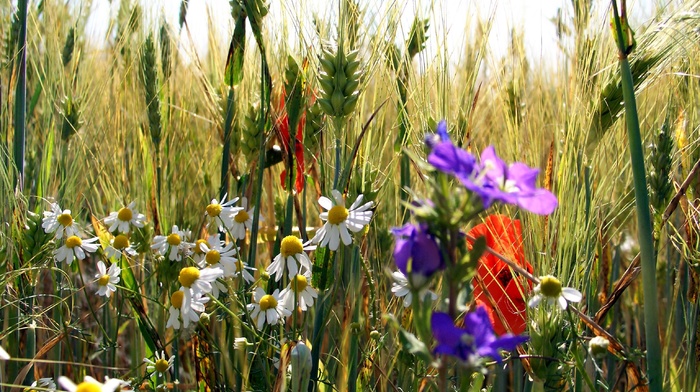 greenery, grass, flowers