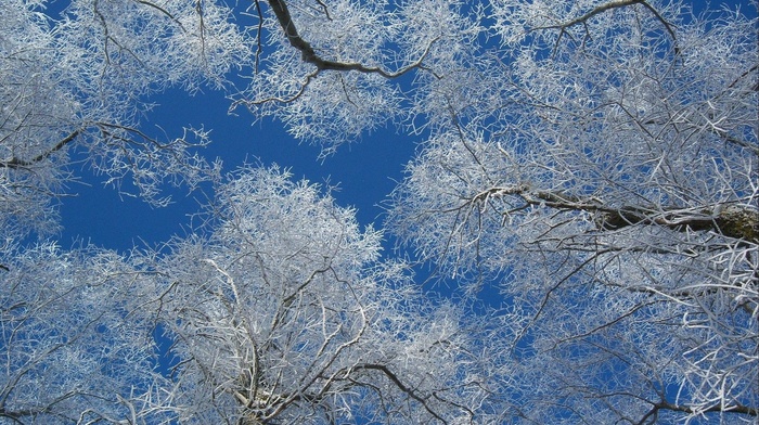 trees, winter, nature