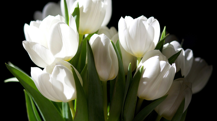 tulips, flowers, bouquet