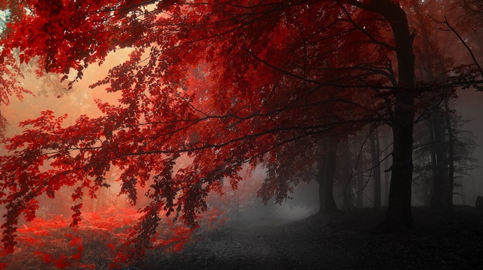 nature, red, fall, mist