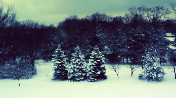 winter, trees, forest, landscape