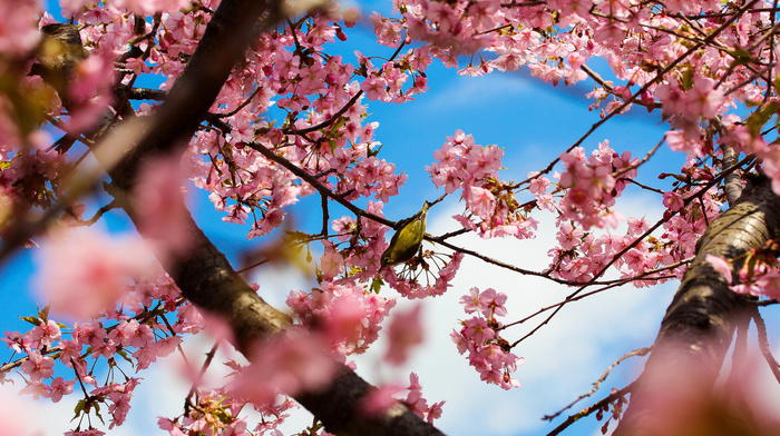 flowers, trees, Tokyo, park, bloom, Japan, sakura, spring